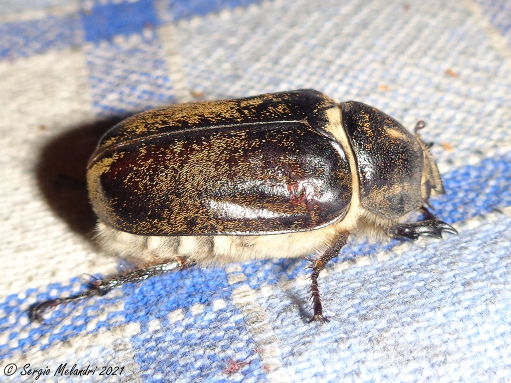 Melolonthidae: Anoxia ? S, femmina di A. villosa.